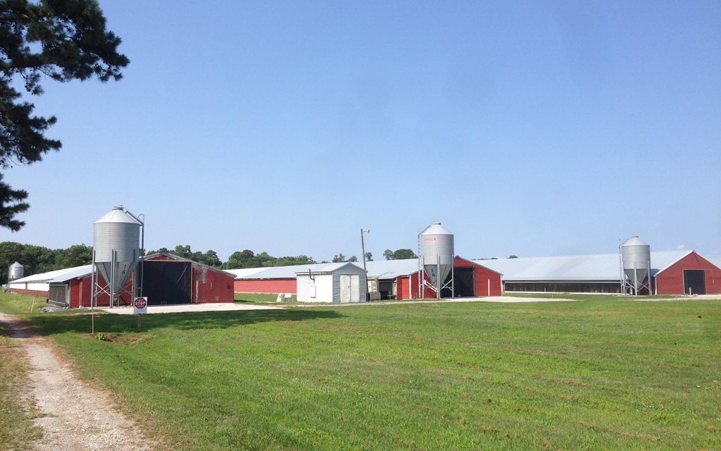 chicken farm
