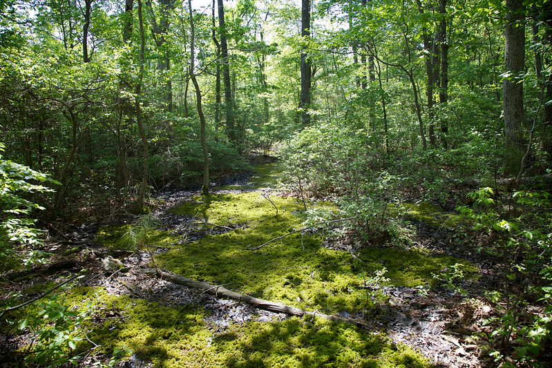 tubman road trail