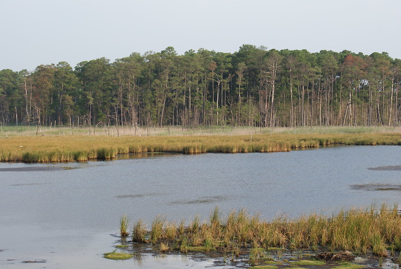 blackwater nwr