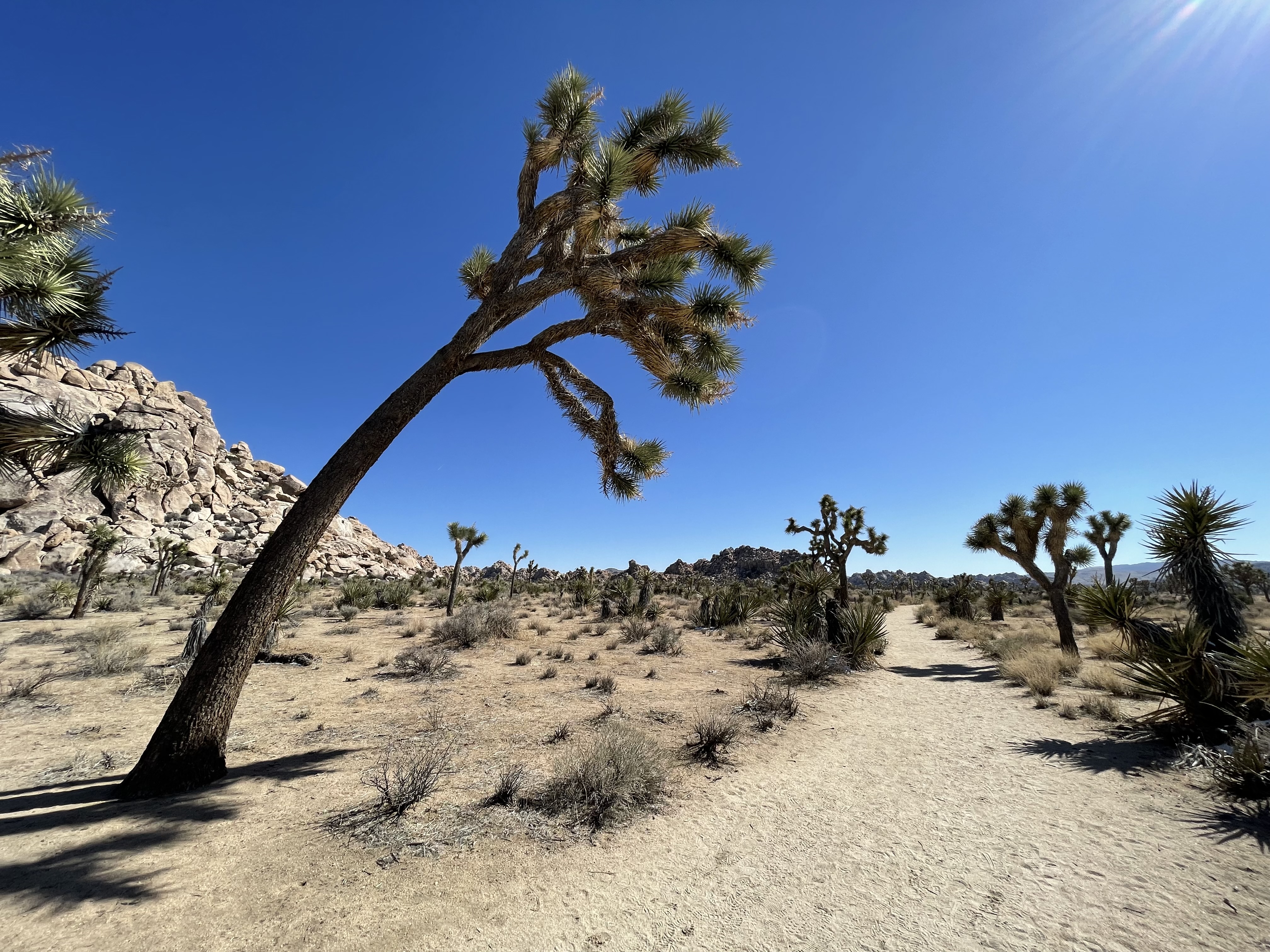 joshua tree